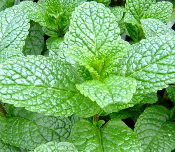 Mint Herb Plant - 10" Height - Fresh & Fragrant - 4" Pot