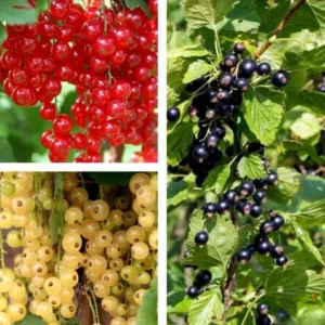 Mixed Currant Bush Seeds - Black, Red, White Currant Berry Seeds for Planting