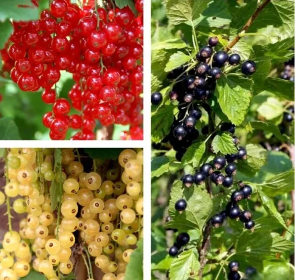 Mixed Currant Bush Seeds - Black, Red, White Currant Berry Seeds for Planting