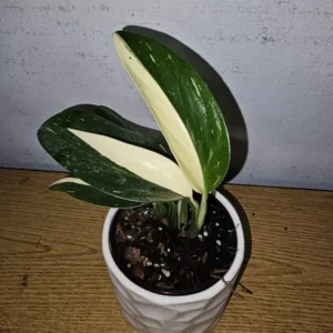 Monstera Standleyana Cobra Albo - Variegated Live Plant 4