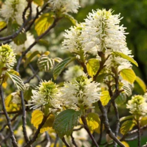 Mountain Witch Alder Fothergilla Major 2 Bare-root Shrubs - Seasonal Beauty - 6-12 Inch Tall