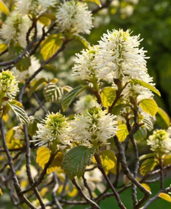 Mountain Witch Alder Fothergilla Major 2 Bare-root Shrubs - Seasonal Beauty - 6-12 Inch Tall