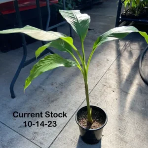 Musa Basjoo Banana Tree 2-3 Ft Tall - Cold Hardy Banana - Fast Growing