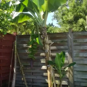 Musa Dwarf Cavendish Banana Tree - 8-12