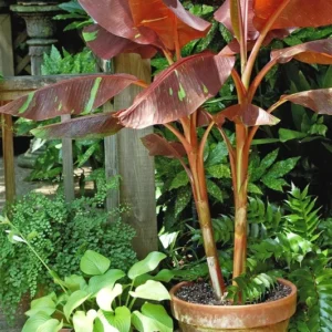 Musa Siam Ruby Live Banana Plant 4-6