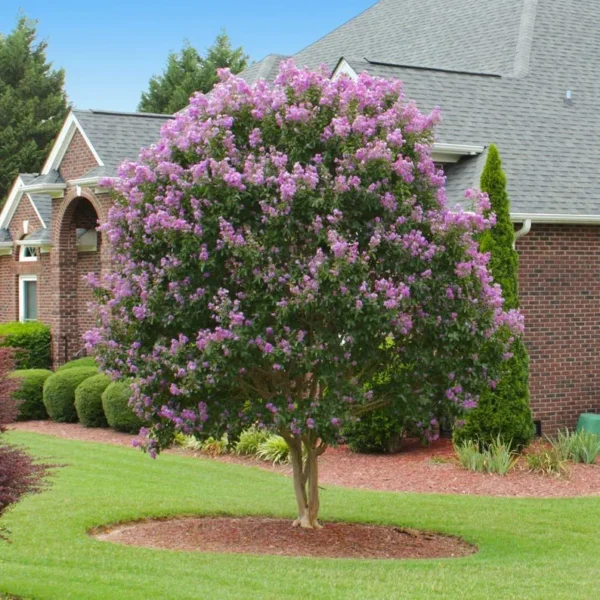 Muskogee Lavender Crape Myrtle Gallon Pot, Fast-Growing Purple Flowering Tree