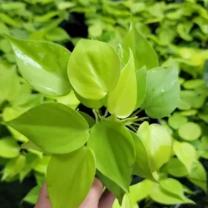 Neon Philodendron Cordatum Plant - 4