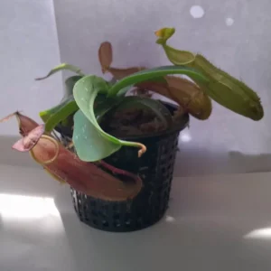 Nepenthes Sanguinea Tropical Pitcher Plant – 3.75-inch Net Pot