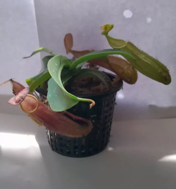 Nepenthes Sanguinea Tropical Pitcher Plant – 3.75-inch Net Pot