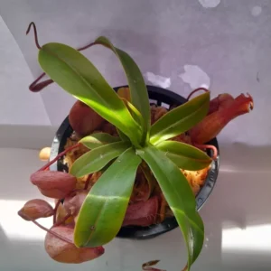 Nepenthes Ventricosa Tropical Pitcher Plant - 3.75 Inch Net Pot