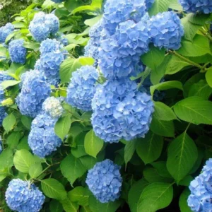 Nikko Blue Hydrangea 25 Plants per bundle - Bare-root - 6-12 Inch Height - Blue Blooms