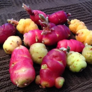 Oca Tubers Oxalis Tuberosa Bulbs - Yam Tubers for Planting & Growing