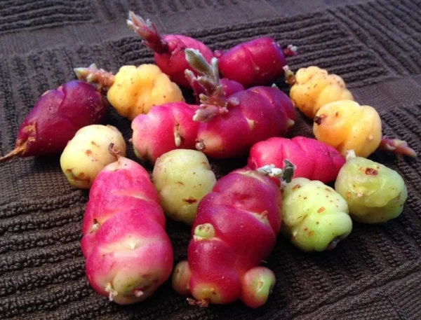 Oca Tubers Oxalis Tuberosa Bulbs - Yam Tubers for Planting & Growing