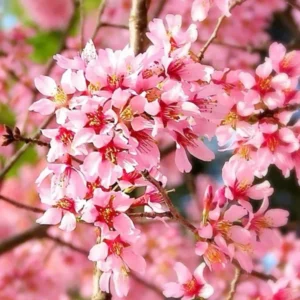 Okame Cherry Tree Bare-root – 20ft Height, Rose-Pink Blossoms - 18-24 Inch Tall