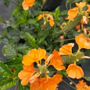 Orange Crossandra Live Plants 7-10