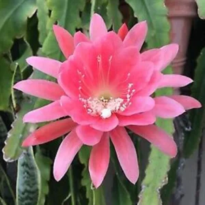 Orchid Cactus - 12" Long - 4.5" Pot - Pink - Easy-Care Plant