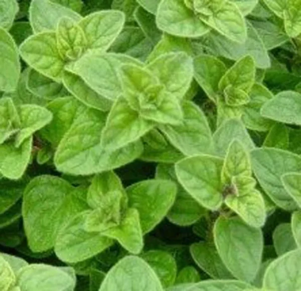 Oregano Herb Plant - 5" Height - Aromatic Perennial for Gardens