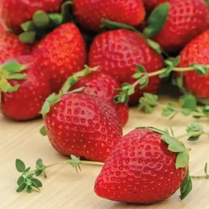 Ozark Beauty Everbearing Strawberry Plants Lot of 10, Bare Root, Sweet Berries for Canning