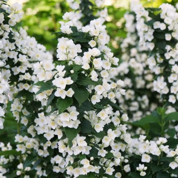 PHILADELPHUS ILLUMINATI TOWER Mock Orange - 3-4 Inch Starter Plant, Fragrant White Blooms