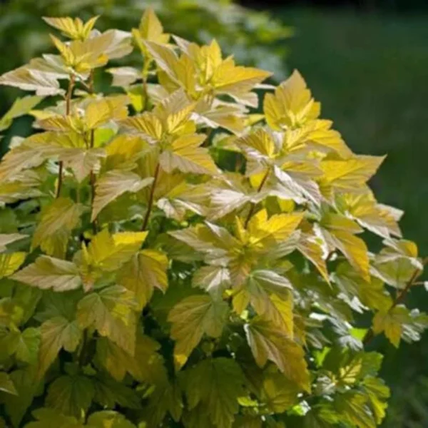 PHYSOCARPUS 'DART'S GOLD' - Ninebark Shrub - 6-8 Inch Starter Plant