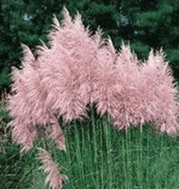 Pampas Grass Pink 4 Plugs - Ornamental Grass Cortaderia selloana