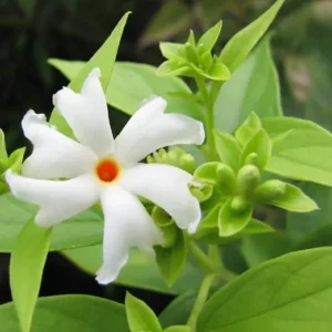 Parijat Plant Nyctanthes Arbor-Tristis - Night Flowering Jasmine Plant 8-10 Inch in Half Gallon Pot