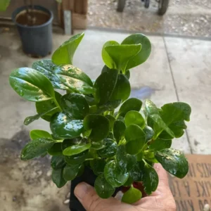 Peperomia Obtusifolia - Baby Rubber Plant - 6-8