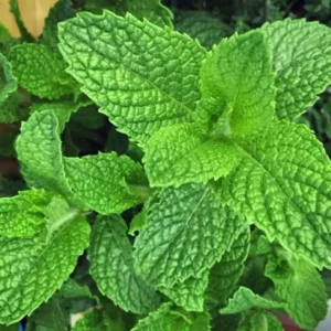 Peppermint Herb Plant - 5