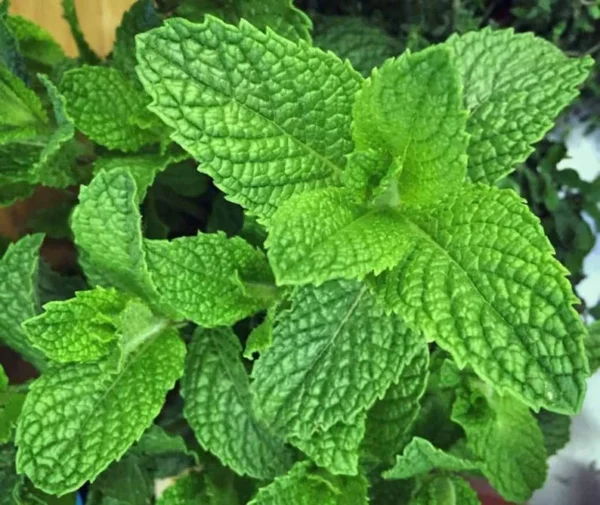 Peppermint Herb Plant - 5" Height, Fresh & Fragrant, 3.5" Pot