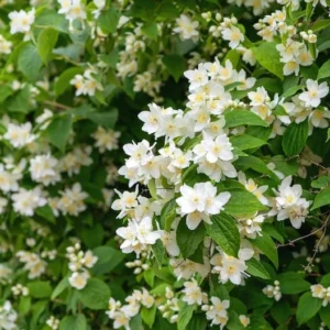 Philadelphus Sweet Mockorange Bare-root - 12-18 Inch Tall - Fragrant Flowering Shrub - Buy One Get One Free