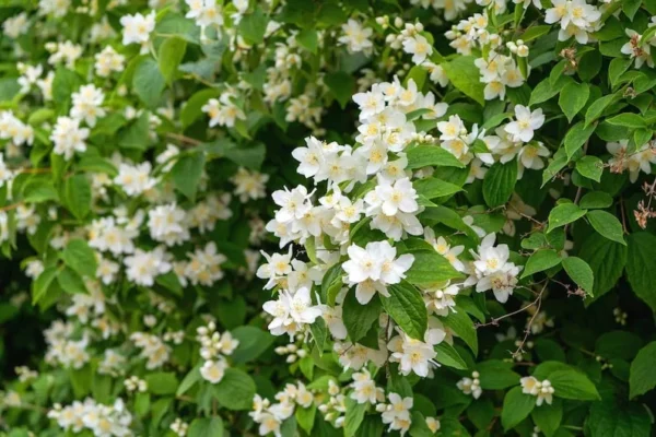 Philadelphus Sweet Mockorange Bare-root - 12-18 Inch Tall - Fragrant Flowering Shrub - Buy One Get One Free