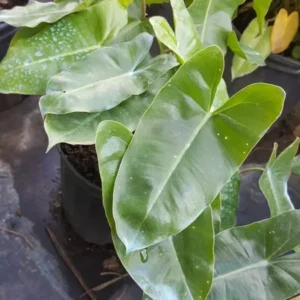 Philodendron Burle Marx Cutting, 5 to 7 Inches Tall, Tropical Evergreen, Live Plant