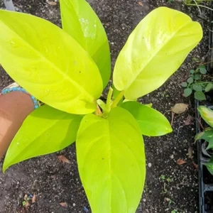 Philodendron Golden Goddess Lemon Lime - Neon Green Live Plant 4