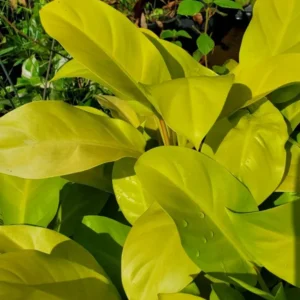 Philodendron Golden Goddess Neon Vine Tropical Houseplant Aroid 7