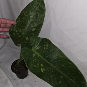 Philodendron Jose Buono - Live Plant, Variegated, 4-Inch Pot, Potted