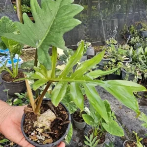 Philodendron Mayoi Aroid Live Plant - Well-Rooted in 4