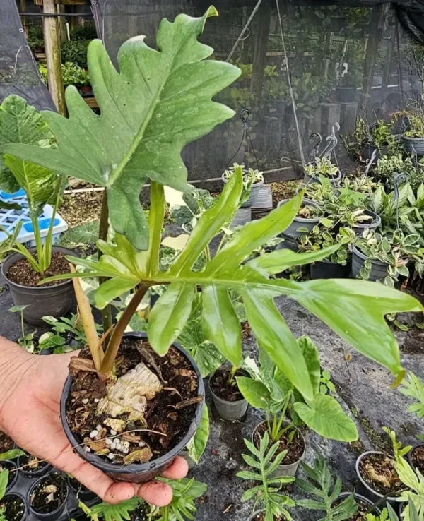 Philodendron Mayoi Aroid Live Plant - Well-Rooted in 4" Pot