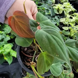 Philodendron Micans Velvet Leaf Bronze Micans Vine 4