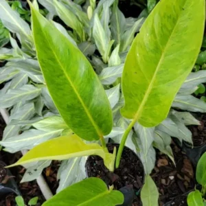 Philodendron Painted Lady - Variegated Live Plant in 4-inch Pot