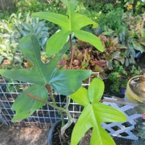 Philodendron Squamiferum - Hairy Philodendron 4-inch Potted Live Plant