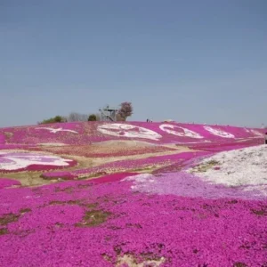 Phlox Subulata Starter Plant - 4-6 Inch Perennial Groundcover - Vibrant Colors