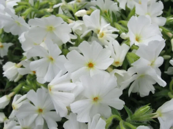 Phlox Subulata 'White' - Creeping Phlox Starter Plant - 4-6 Inches