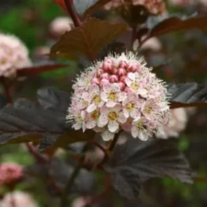 Physocarpus 'LADY IN RED' Starter Plant 8-10 Inch - Hardy Shrub