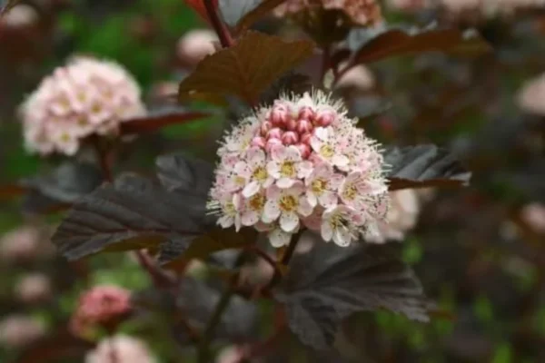 Physocarpus 'LADY IN RED' Starter Plant 8-10 Inch - Hardy Shrub