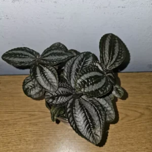 Pilea Spruceana Norfolk Live Plant - 4