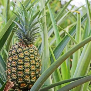 Pineapple Plant 'Elite Gold' Live Seedling - Sweet Tropical Fruit Plant