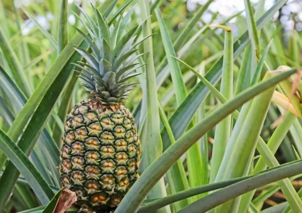 Pineapple Plant 'Elite Gold' Live Seedling - Sweet Tropical Fruit Plant