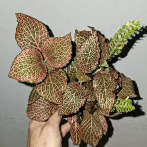 Pink Fittonia Live Plant 4” Pot Nerve Plant Stunning Pink Veins