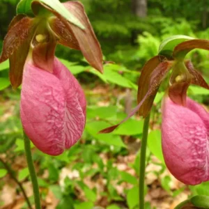 Pink Lady’s Slipper Orchid – Blooming Size Bare Root Perennial