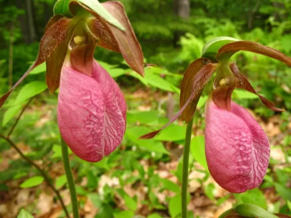 Pink Lady’s Slipper Orchid - Double Crown - Live Bare Root